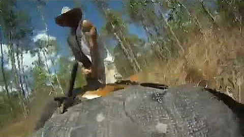 gopro pig dog cam cape york sept 2011 Hunting what dogs were bred to do