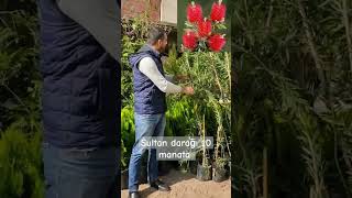 Kallistemon (Sultan Darağı) +994552509500
