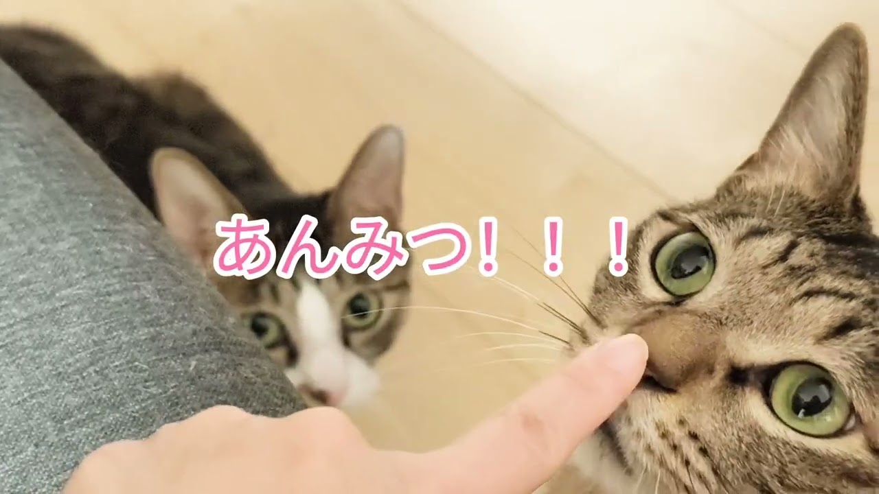 夕飯前の落ち着かない猫たち【トビーくんとあんみつくん🐱🐱】