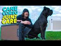 Cane Corso JOINT Care *IMPORTANT