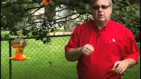 Attracting Orioles to your backyard By GardenAccentHeaven.com