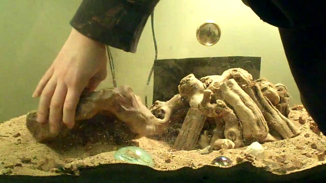 youtube apps how to set up a bearded dragon cage