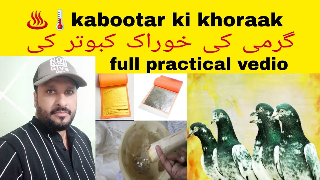 🎁nuska kabootar ki khoraak shaded garmi ma dayain،کبوتر کی گرمی کی خوراک