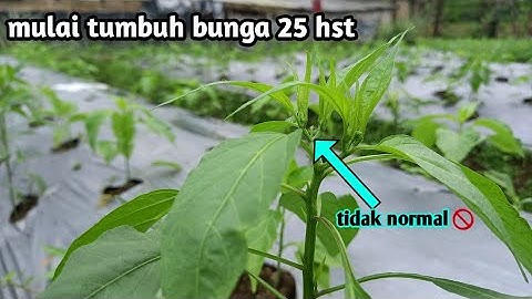 Normal kah tanam cabe di usia 25 Hst mulai tumbuh bunga‼️