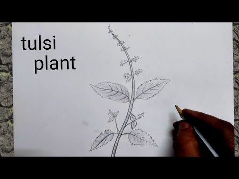 Peppermint Branch Drawing · Creative Fabrica