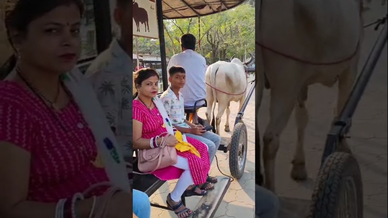 riding bullock cart 