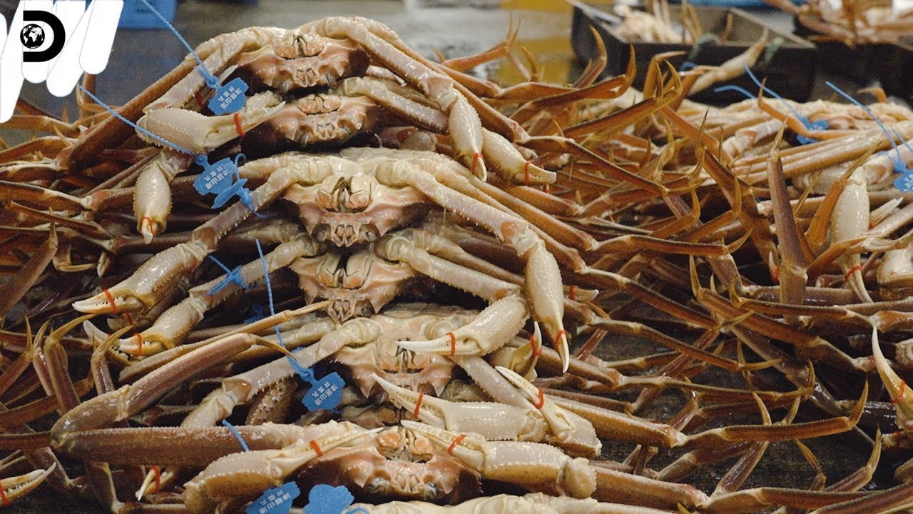 【クソ過酷な公式】松葉ガニ、命懸けで食べてみた［日本海カニ漁密着サバイバル］