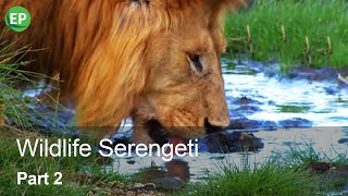 WILDLIFE SERENGETI | PART 2 | HD QUALITY | EN