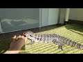 TAMING MY BLUE TEGU