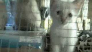 Siamese kitten Litter