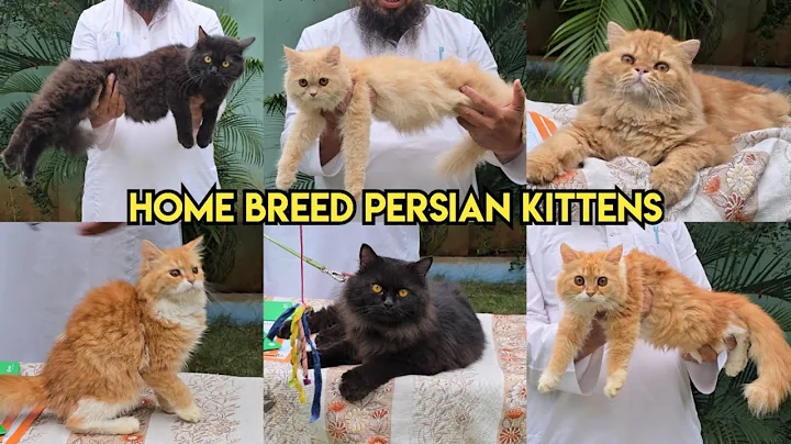 Watch the video about Home breed Persian kittens available in Hyderabad mallapur | cat's boarding in Hyderabad | Persian 🐈