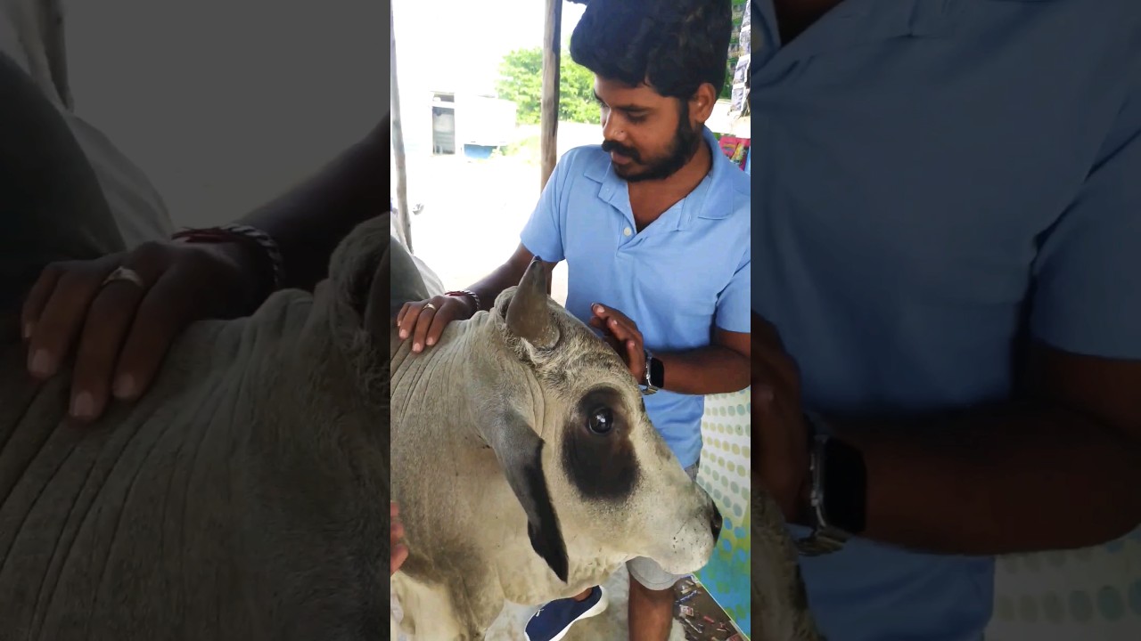 helping the  street COW in summer session|| cow fidding ||cow need help the summer session 