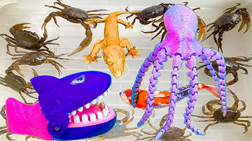 Kem Ốc Chanel ra bờ ao câu con cá, con cua. Bạch tuộc, cá mập bắt thú cưng con vịt, con rết, tắc kè.