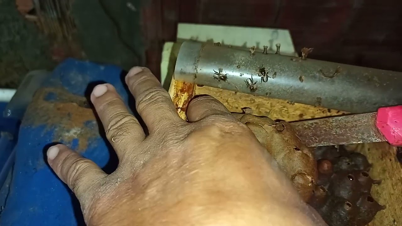 Divisão de Mine colônia de abelha Jandaíra passo a passo