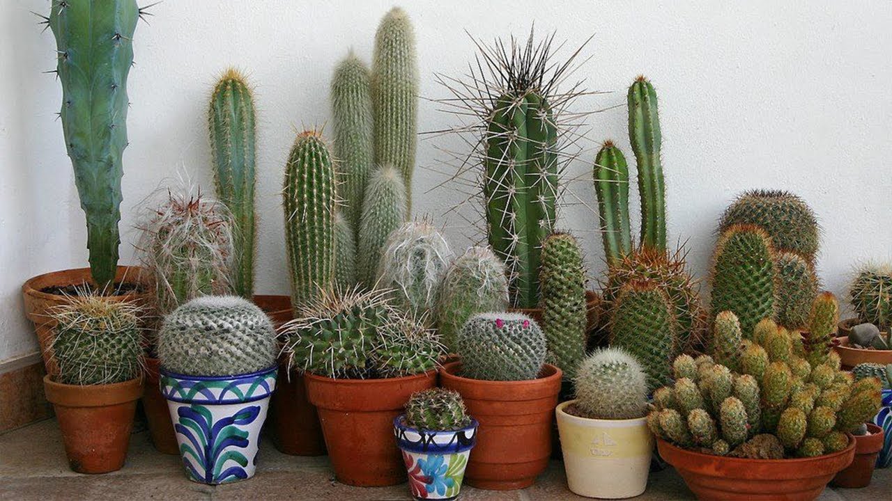 Cuidados del cactus de navidad