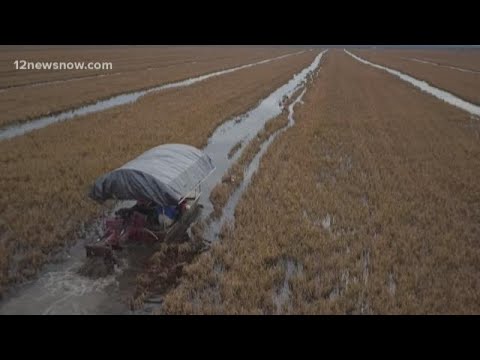 2019 Crawfish harvest has begun at Dishman Farms in Jefferson County