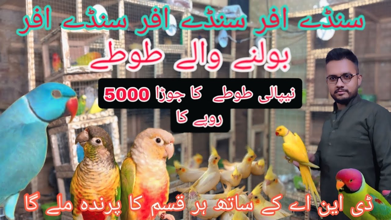 رانا بھائی نے لگا دی سنڈے افر سنڈے افر بولنے والے طوطوں کا جورا 6500 روپے کا 🙂 @Pakistanlahorepets ۔