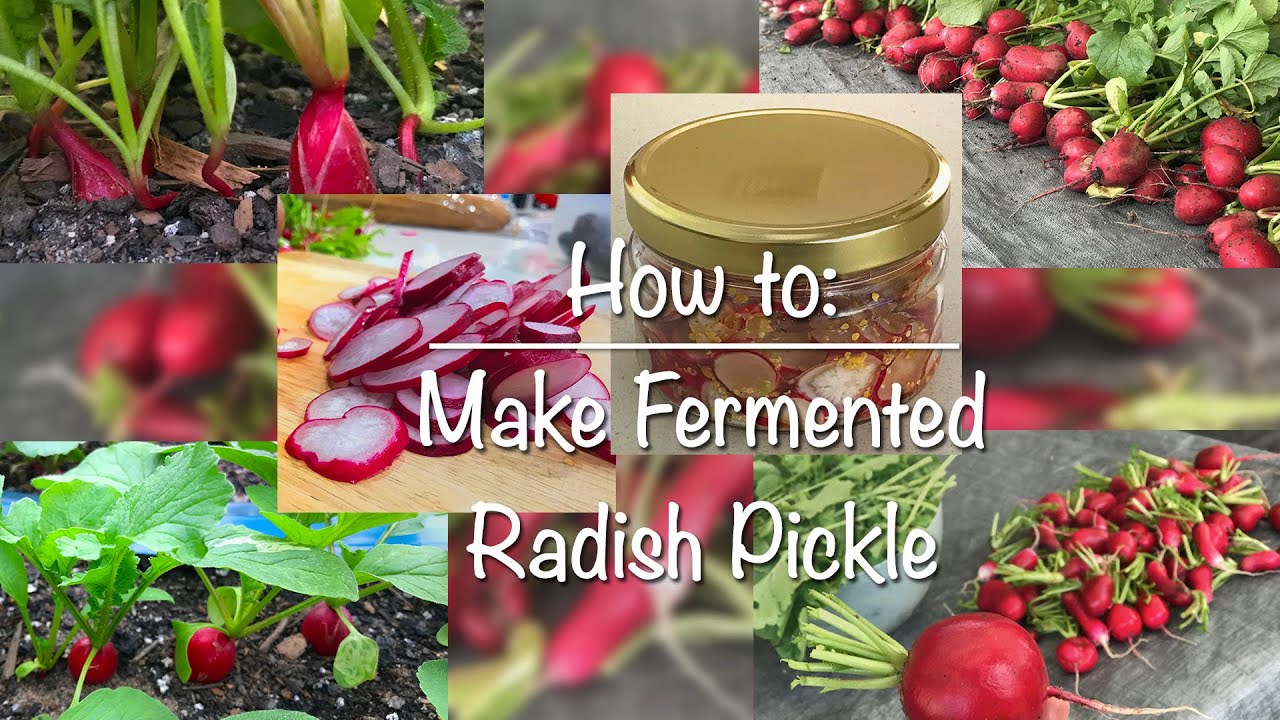 Fermented Radish Pickle