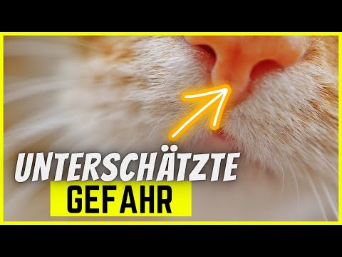 Video: Anämie bei Katzen