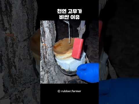 천연 고무가 비싼 이유 thumbnail