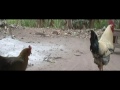 Capture de la vidéo En La Rivera Del Socuy (Documental)