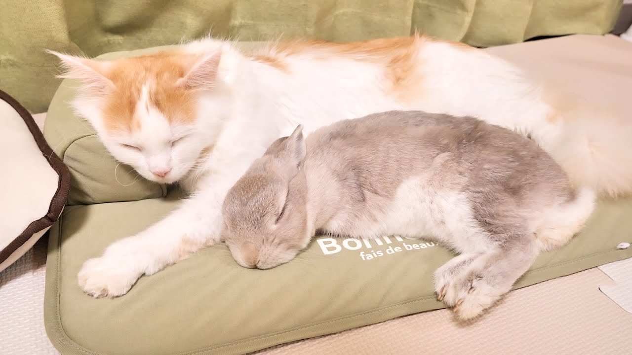 今までずっと姉弟と思っていたけどいつのまにか親子の関係になってた 