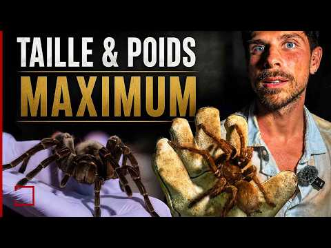 Maximum Size and Weight of Spiders?