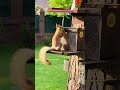 Five Squirrels. Пять белок.🐿️🌲