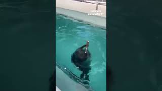 Saksofon Çalan Fok Balığı