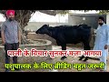 Normal Diet पर भी आप कर सकते हैं अच्छा पशु तैयार - आज देखिए नवाब के शानदार Results #dairy #farm