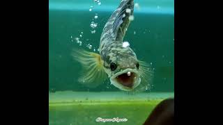 Ikan Unik Channa Asiatica Rs Ws, Awas Iwak Galak Mangap Mangap