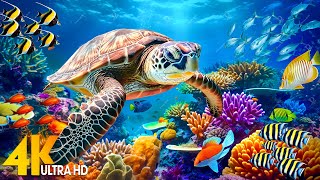 Ocean 4K - Sea Animals for Relaxation, Beautiful Coral Reef Fish in Aquarium, 4K Video Ultra HD #143