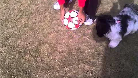 soccer dog