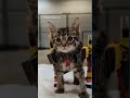 Paralyzed shelter kitten gets a wheelchair made of rulers and Hot Wheels
