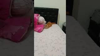 Miles Love Playing Around. Pls Like, Subscribe.