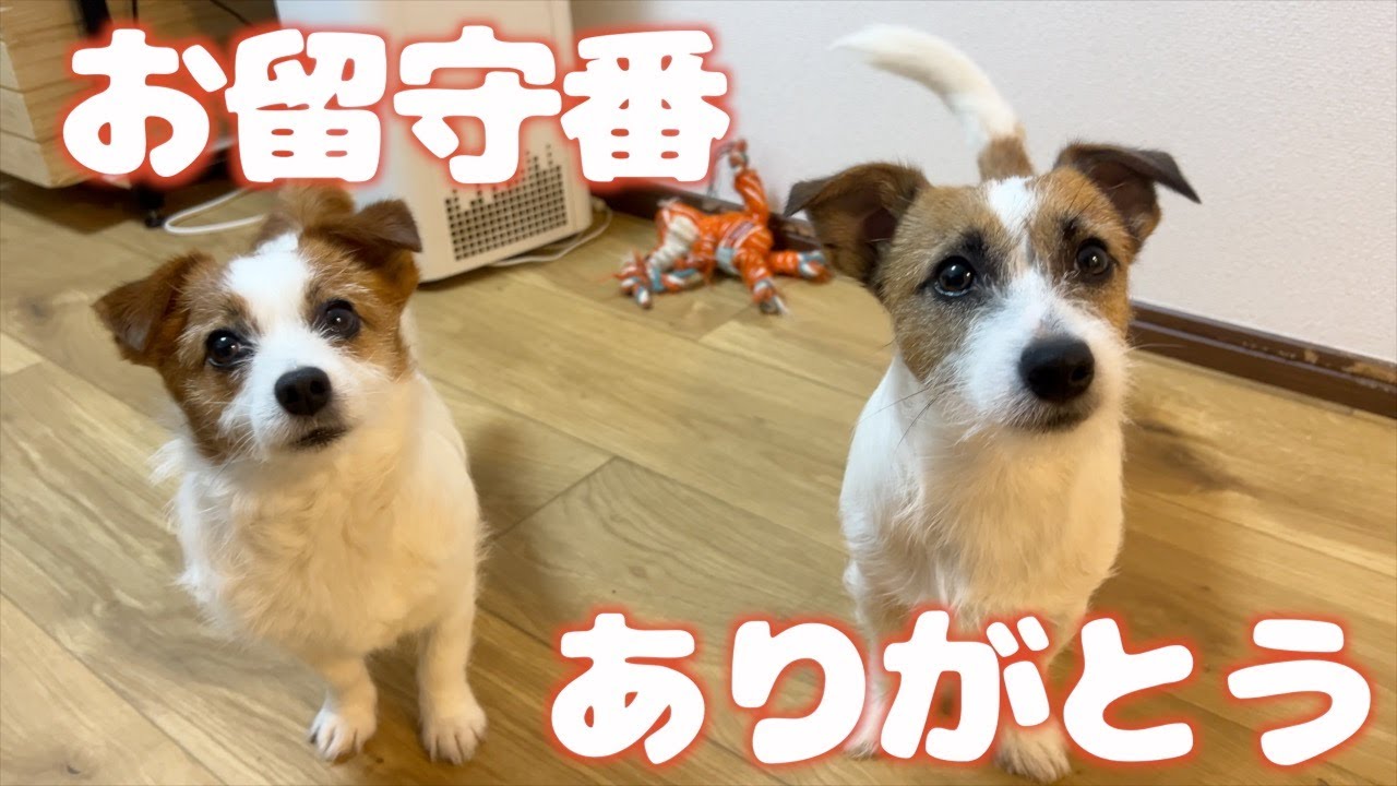 【いぬじかん】転職でお留守番が増えた中早く終わった日/ジャックラッセルテリア