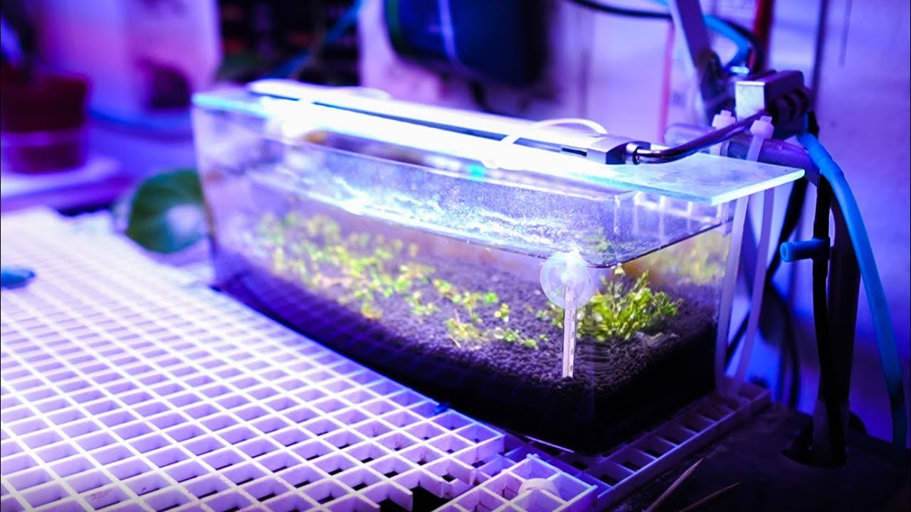 Monte Carlo Plant Pearling In The DIY Breeder Box!! YouTube