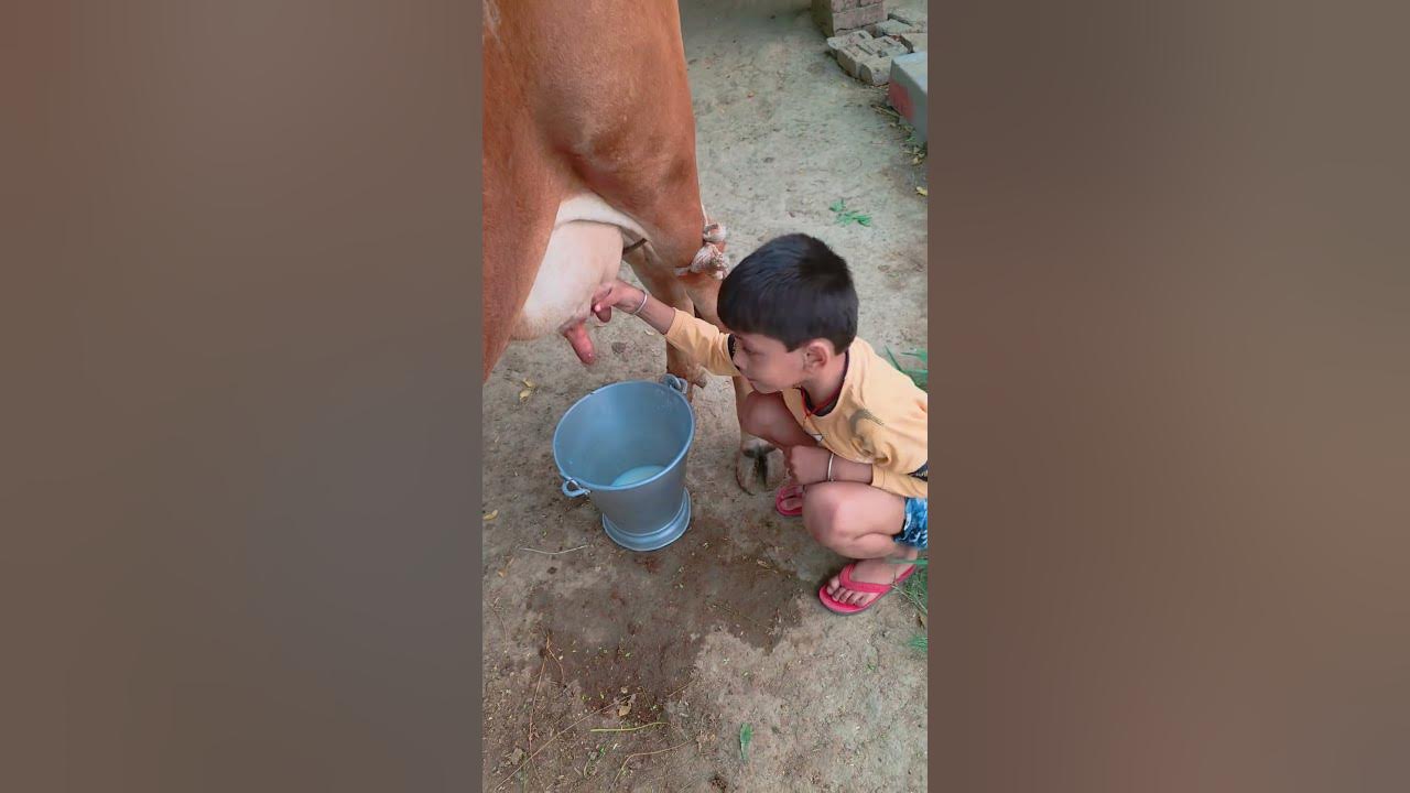 choti choti gaiya tytgtyt hf #love #song #funny