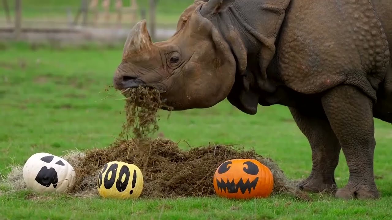 Мероприятия по случаю Хэллоуина по всему миру на этой неделе | REUTERS