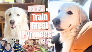 10 Essential Tips to Train Great Pyrenees Dogs as House Pets