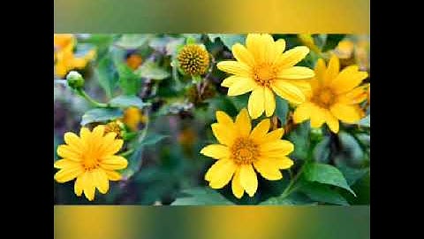 Bài hát : Bảo Lộc Thành Phố Tôi Yêu