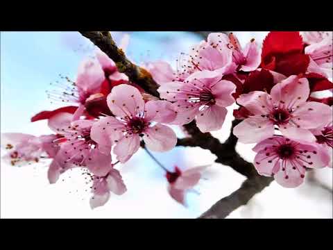Hoa Tết 26 phút- Background Video