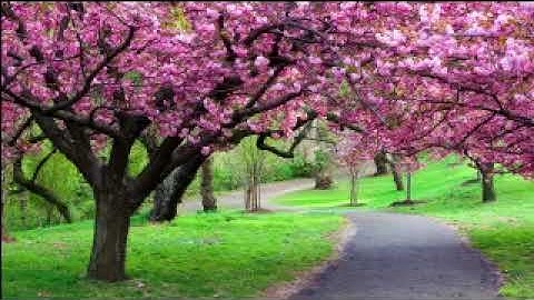 قرآن كريم تلاوة ما تيسر من كتاب الله بصوت هادئ