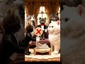 ミニチュア猫🐈シンデレラ👠🐾Miniature cat 🐈 Cinderella #cat #猫動画