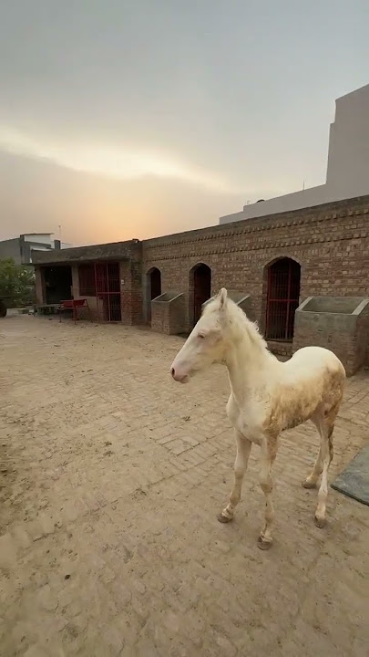 gill stud farm #music #farming #jattlifestudio #viral#horse