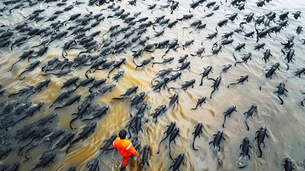 NIE UWIERZYŁBYŚ W TO GDYBY NIE ZOSTAŁO NAGRANE!
