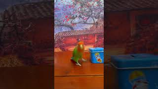 Bird Training  Smart Lovebird Parrot  Smart Little Cute Parrot #Training #Smartparrot #Cute