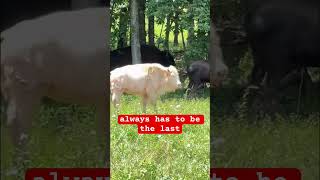 Download Lagu 1 in 10 million - meet one of only 6 albino  bison in the world.A true rare legend #bison #albino MP3