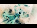 Trance - Airwalker