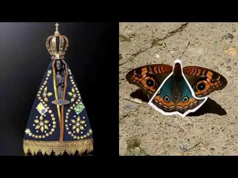 Mito ou Verdade? Borboleta com a figura de Nossa Senhora nas asas.